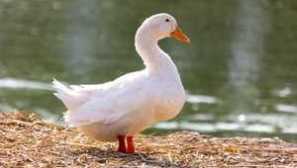 Opis kačíc plemena agidel a ich vlastnosti